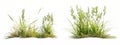A bunch of tall grass, front view and side view, white background Royalty Free Stock Photo