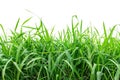A bunch of tall green grass on a white background Royalty Free Stock Photo