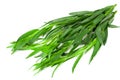 Bunch of tarragon leaves isolated on white background. Artemisia dracunculus Royalty Free Stock Photo