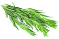 Bunch of tarragon leaves isolated on white background. Artemisia dracunculus Royalty Free Stock Photo