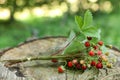 Bunch with tasty wild strawberries on wooden stump outdoors