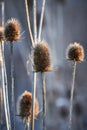 A bunch of Teasel (Dipsacus fullonum) in the soft glow of evening sunlight