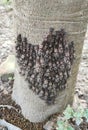 A bunch of tent caterpillars on the tree trunk Royalty Free Stock Photo