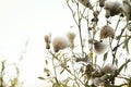 Bunch of thistle fluffy flowers in the wind against the light white sky Royalty Free Stock Photo
