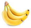 Bunch of three bananas isolated on a white background Royalty Free Stock Photo