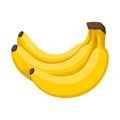 Bunch of three bananas. Vector illustration of tropical exotic fruits.