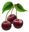 Bunch of three cherries Royalty Free Stock Photo