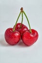 Bunch of three cherries, summer seasonal fruit, on white background Royalty Free Stock Photo