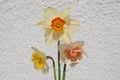 Spring flowers, perfect bunch of mixed daffodils Royalty Free Stock Photo