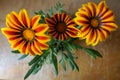 Bunch of three flowers of Gazania rigens Big Kiss Yellow Flame