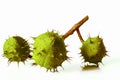 Bunch of three green unripe horse-chestnuts Aesculus fruits is Royalty Free Stock Photo