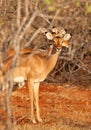 A bunch of three Impala Antelopes