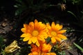 Bunch of 3 orange flowers of Gazania rigens in August