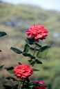 Bunch of Three Red Roses Royalty Free Stock Photo