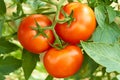 Bunch with three red tomatoes Royalty Free Stock Photo