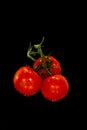 A bunch of three ripe red tomatoes with water droplets on black background Royalty Free Stock Photo