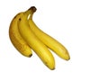 bunch of three tropical sweet ripe Ecuadorian bananas isolated on a white background with copyspace Royalty Free Stock Photo