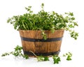 Bunch thyme with flowers. Fresh spicy herb