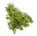 Bunch thyme with flowers. Fresh spicy herb.
