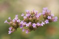 A bunch of tiny flowers, with close up of pink flowers