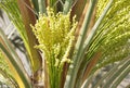 Bunch of tiny green dates buds in date palm tree