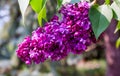 A bunch of lilac blossoms on blurred background