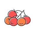 bunch tomato color icon vector illustration