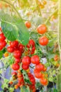 A bunch of tomato growing in agricultural organic farm Royalty Free Stock Photo