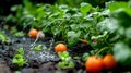 Bunch of tomatoes are being watered by sprinkle of water. Royalty Free Stock Photo