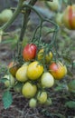 Bunch of tomatoes of different ripeness from green to red growing on a Bush