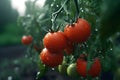 A bunch of tomatoes hanging from tree. AI Generated