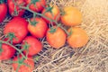 A bunch of tomatoes on a pile of straw