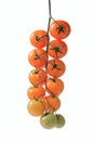 Bunch of tomatoes on a sprig