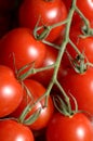 Bunch of tomatoes on a sprig