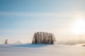 A bunch of trees in the middle of snow field under the blue vanilla sky on sunset.