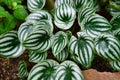Tropical `Peperomia Argyreia` or `watermelon Peperomia` plant with round silvery green leaves with dark green stripes