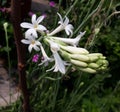 Bunch of Tuberose with buds in garden selectively focused Royalty Free Stock Photo