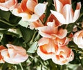 bunch of tulip flowers close up for background, unusual rare shape Royalty Free Stock Photo