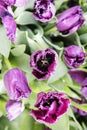 bunch of tulip flowers close up for background, unusual rare shape Royalty Free Stock Photo