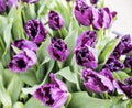 Bunch of tulip flowers close up for background, unusual rare shape Royalty Free Stock Photo