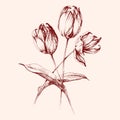 Bunch of tulip flowers hand drawn decoration