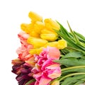 Bunch of tulips flowers close up Royalty Free Stock Photo