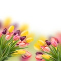 Bunch of tulips flowers close up Royalty Free Stock Photo