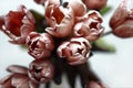 Close up of dusty rose colored tulips on white surface