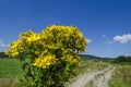 Bunch of tutsan or St. John's wort (Hypericum) yellow medical flowers