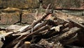 bunch of twigs dry, wood, wooden, piece of wood