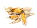 Bunch of unhusked sweet corn cobs on white Royalty Free Stock Photo