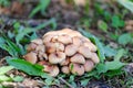 Unknown mushrooms grow in the summer in the city Park. Selective focus