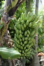 Bunch of unripe bananas on a plant