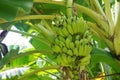 Bunch of Unripe Bananas still on the Banana Tree Royalty Free Stock Photo